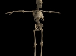 skeleton_02.jpg